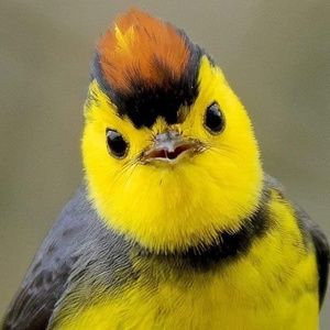 Meet your Posher, M. h.